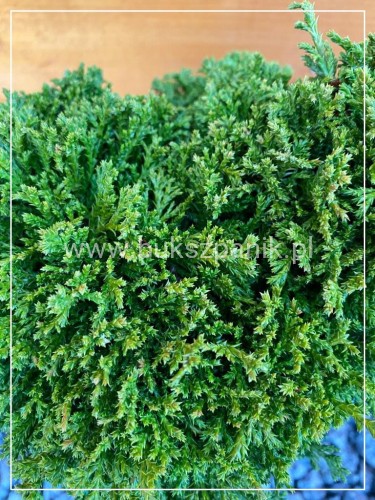 Cyprysik groszkowy HIME SAVARA-Chamaecyparis pisifera