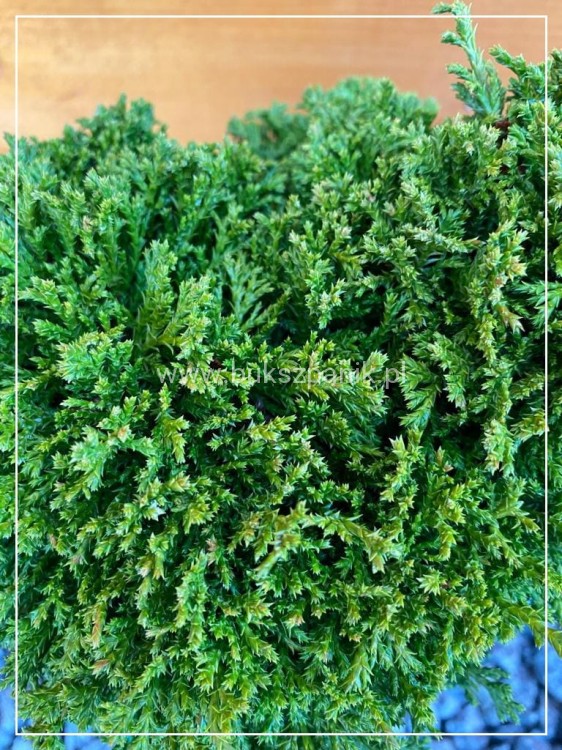 Cyprysik groszkowy HIME SAVARA-Chamaecyparis pisifera
