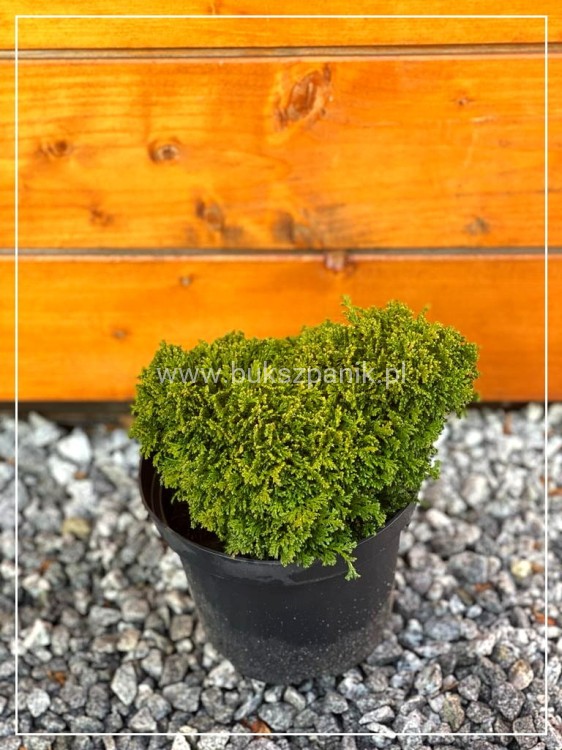 Cyprysik groszkowy HIME SAVARA-Chamaecyparis pisifera