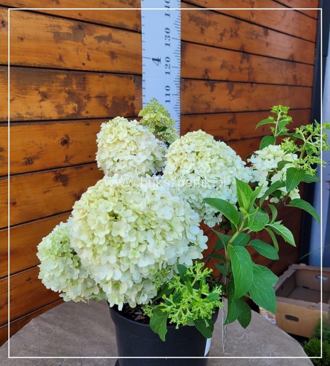 Hortensja bukietowa BOBO - Hydrangea paniculata C5