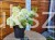 Hortensja bukietowa BOBO - Hydrangea paniculata C5
