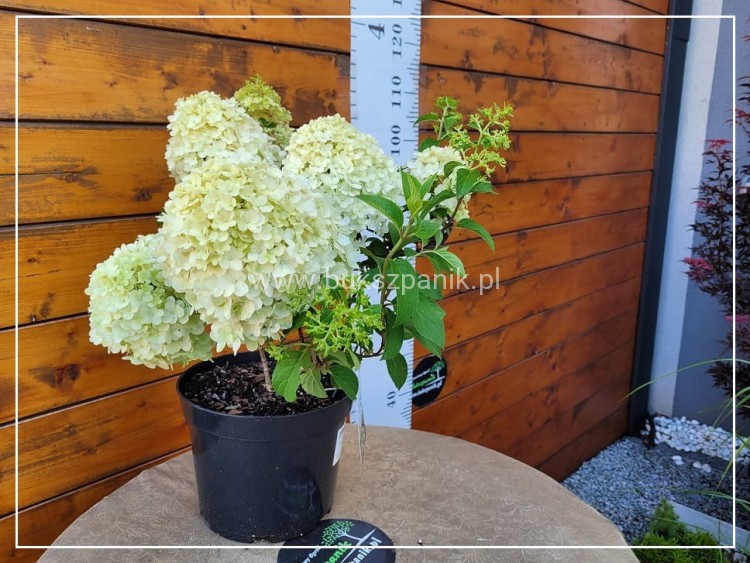 Hortensja bukietowa BOBO - Hydrangea paniculata C5