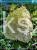 Hortensja bukietowa BOBO - Hydrangea paniculata C5