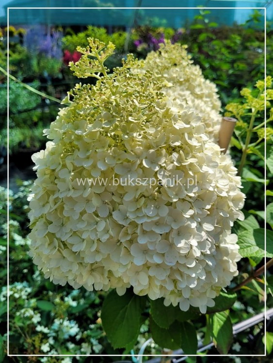 Hortensja bukietowa BOBO - Hydrangea paniculata C5