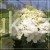 Hortensja bukietowa BOBO - Hydrangea paniculata C5