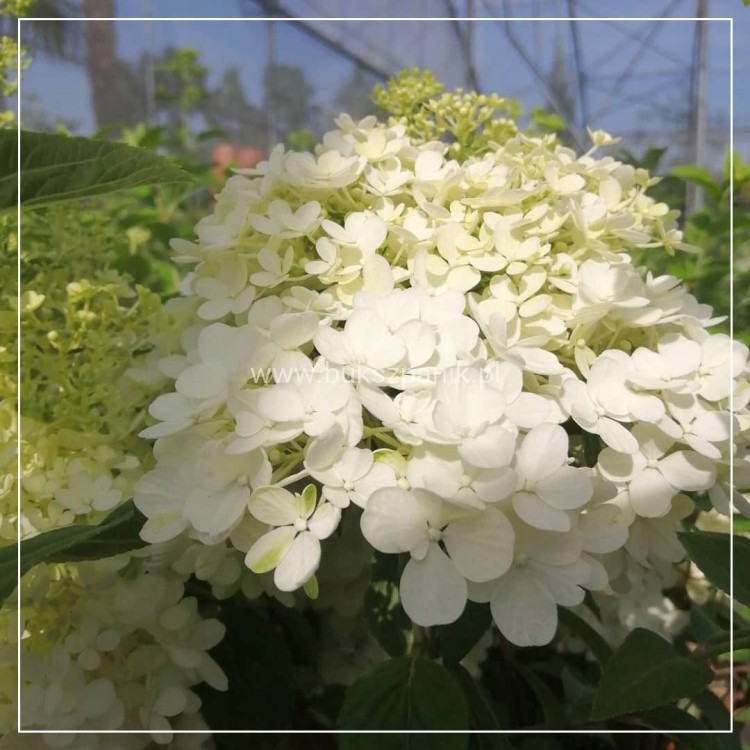 Hortensja bukietowa BOBO - Hydrangea paniculata C5