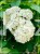 Hortensja bukietowa BOBO - Hydrangea paniculata C5