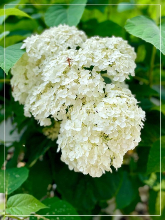 Hortensja bukietowa BOBO - Hydrangea paniculata C5
