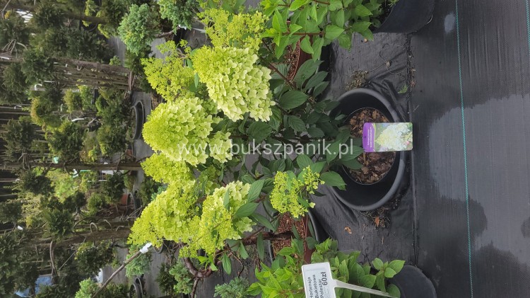 Hortensja bukietowa DIAMANTINO - Hydrangea paniculata C5