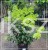 Hortensja bukietowa DIAMANTINO - Hydrangea paniculata C5