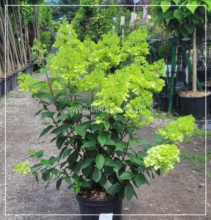 Hortensja bukietowa DIAMANTINO - Hydrangea paniculata C5