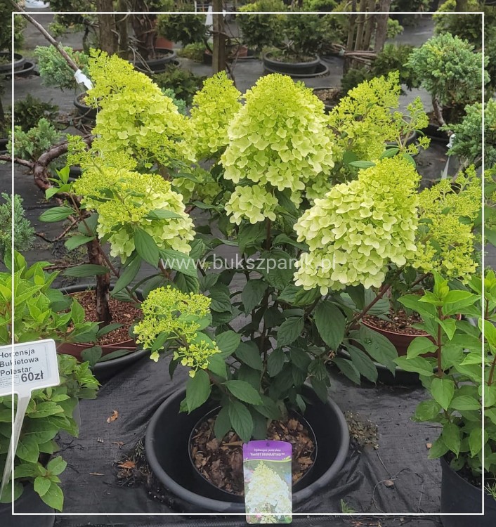 Hortensja bukietowa DIAMANTINO - Hydrangea paniculata C5