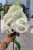 Hortensja bukietowa DIAMANTINO - Hydrangea paniculata C5