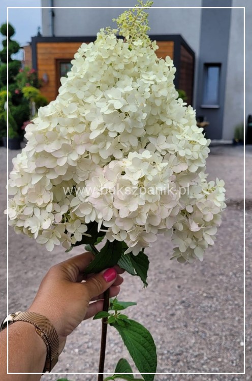 Hortensja bukietowa DIAMANTINO - Hydrangea paniculata C5