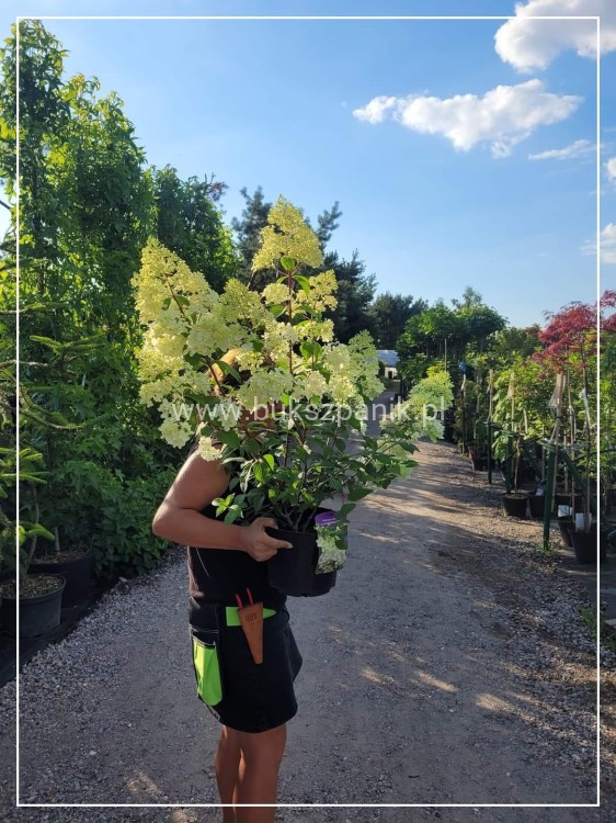 Hortensja bukietowa DIAMANTINO - Hydrangea paniculata C5