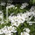 Viburnum-plicatum-Summer-Snowflake-900x900-proportionalsmallest (1).jpg