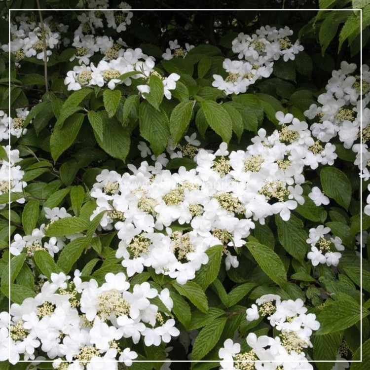 Viburnum-plicatum-Summer-Snowflake-900x900-proportionalsmallest (1).jpg