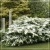 Viburnum-plicatum-Summer-Snowflake-900x900-proportionalsmallest.jpg