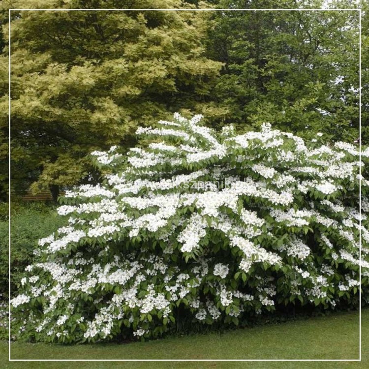 Viburnum-plicatum-Summer-Snowflake-900x900-proportionalsmallest.jpg