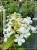 Kalina SUMMER SNOWFLAKE- Viburnum plicatum
