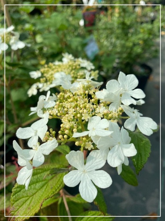 Kalina SUMMER SNOWFLAKE- Viburnum plicatum
