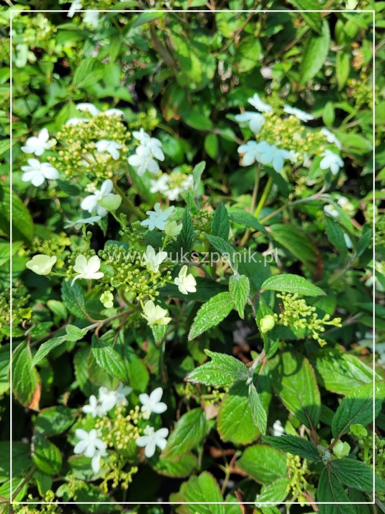 Kalina SUMMER SNOWFLAKE- Viburnum plicatum