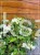 Kalina SUMMER SNOWFLAKE- Viburnum plicatum