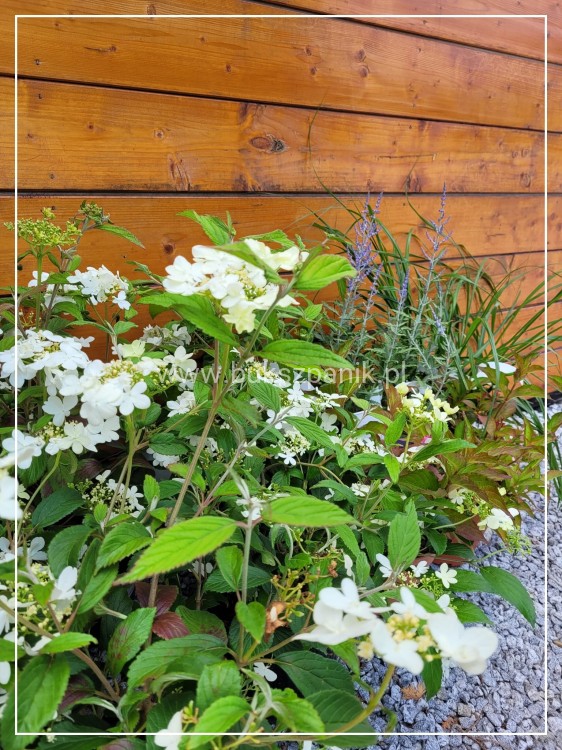 Kalina SUMMER SNOWFLAKE- Viburnum plicatum