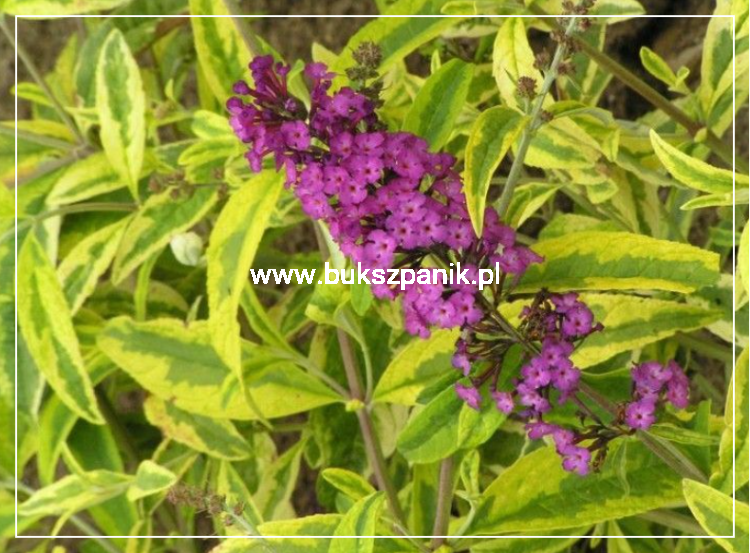Budleja davidii SANTANA Buddleja davidii