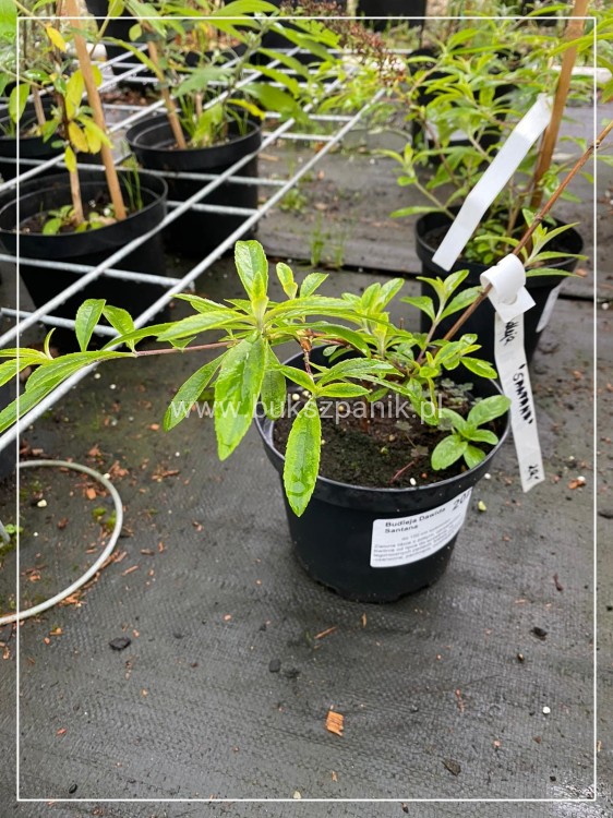 Budleja davidii SANTANA Buddleja davidii