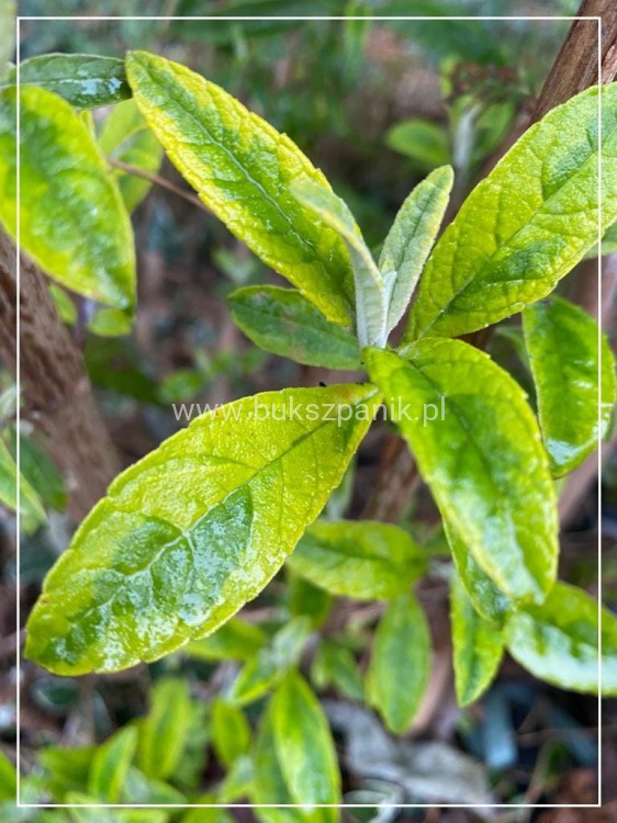 Budleja davidii SANTANA Buddleja davidii