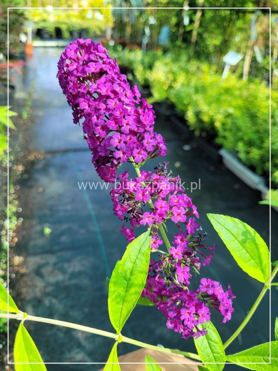 Budleja davidii SANTANA Buddleja davidii