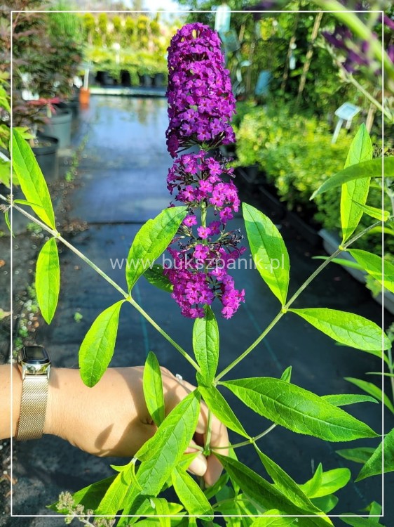Budleja davidii SANTANA Buddleja davidii