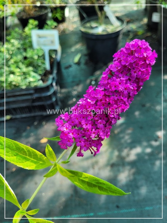 20Budleja davidii SANTANA Buddleja davidii