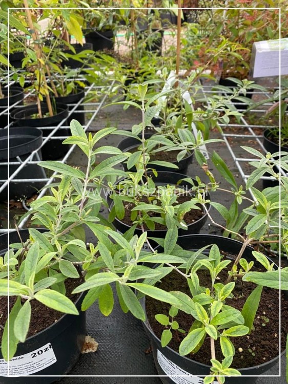 Budleja davidii SANTANA Buddleja davidii