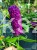 Budleja davidii SANTANA Buddleja davidii