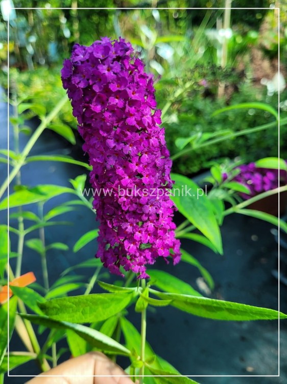 Budleja davidii SANTANA Buddleja davidii