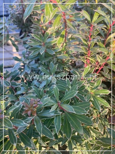 Pieris japoński LITTLE HEATH - Pieris japonica C5l