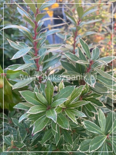 Pieris japoński LITTLE HEATH - Pieris japonica C5l