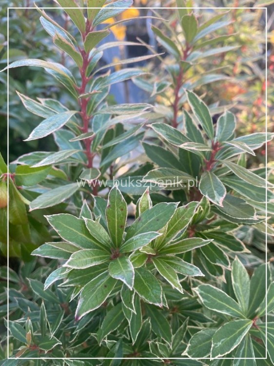 Pieris japoński LITTLE HEATH - Pieris japonica C5l