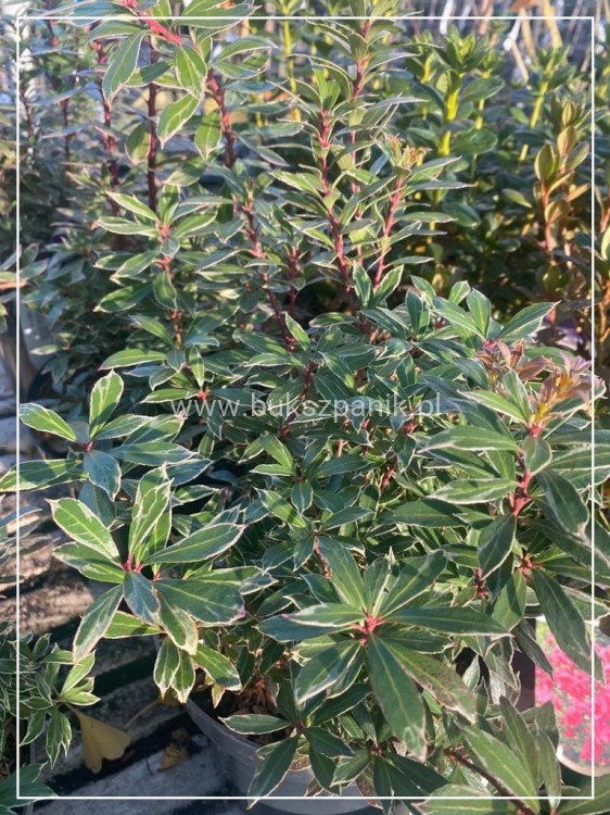 Pieris japoński LITTLE HEATH - Pieris japonica C5l