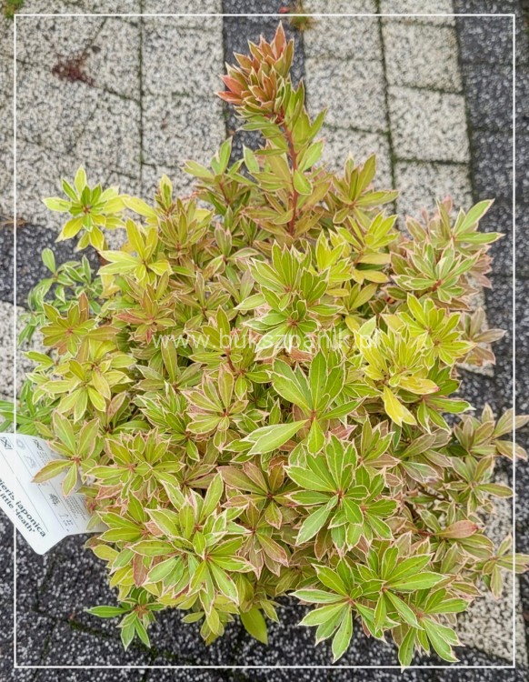 Pieris japoński LITTLE HEATH - Pieris japonica C5l
