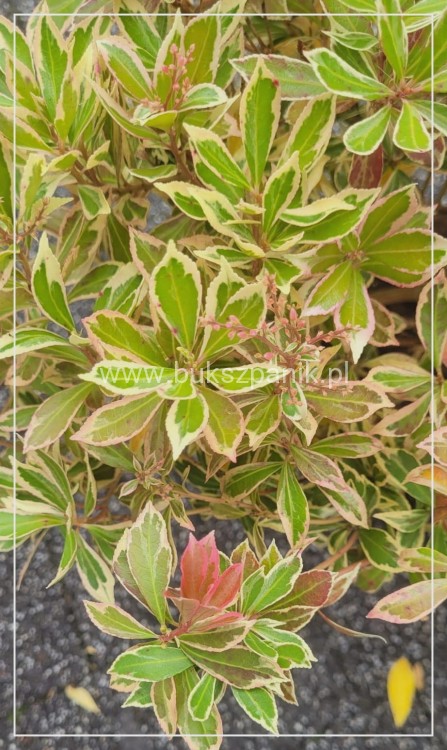 Pieris japoński LITTLE HEATH - Pieris japonica C5l