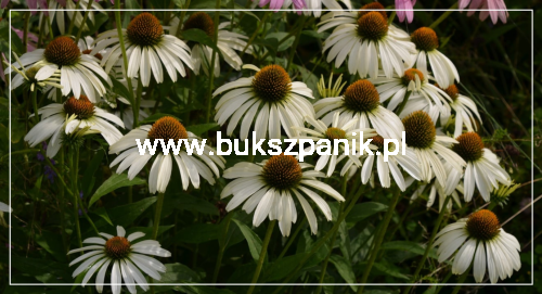 Jeżówka purpurowa WHITE SWAN- Echinacea purpurea