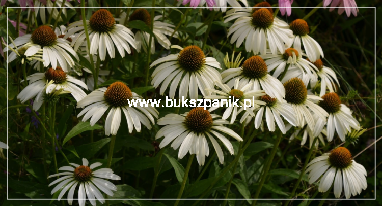 Jeżówka purpurowa WHITE SWAN- Echinacea purpurea