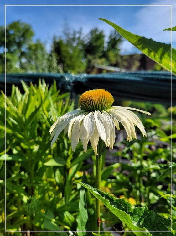 Jeżówka purpurowa WHITE SWAN- Echinacea purpurea