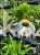 2Jeżówka purpurowa WHITE SWAN- Echinacea purpurea