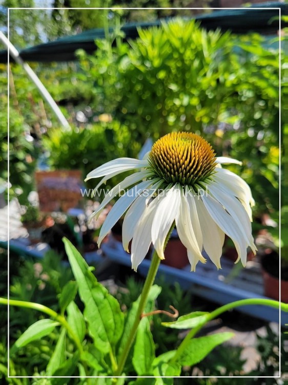 2Jeżówka purpurowa WHITE SWAN- Echinacea purpurea