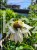 Jeżówka purpurowa WHITE SWAN- Echinacea purpurea