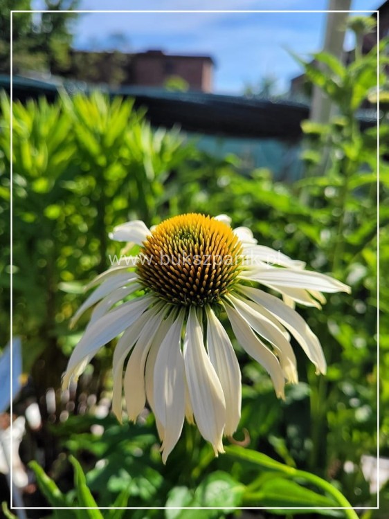Jeżówka purpurowa WHITE SWAN- Echinacea purpurea
